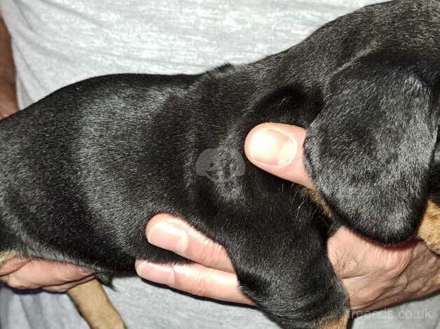 Dachshunds for sale in Cwmbran/Cwmbrân, Newport