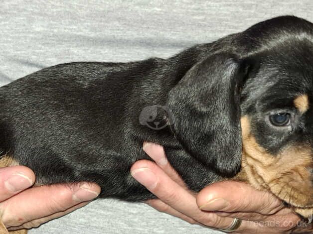 Dachshund Puppies for sale in Newport