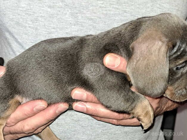 Dachshund Puppies for sale