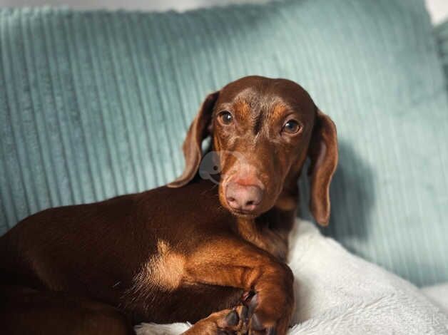 Meet Rex - 1yr old Dachshund for sale in Huntingdon, Cambridgeshire - Image 1