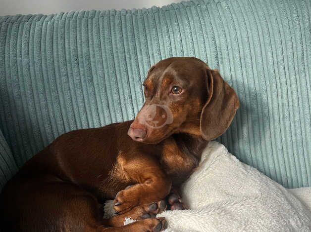 Meet Rex - 1yr old Dachshund for sale in Huntingdon, Cambridgeshire - Image 2