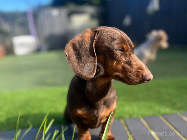 Meet Rex - 1yr old Dachshund for sale in Huntingdon, Cambridgeshire - Image 3