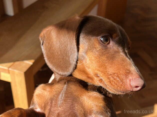 Meet Rex - 1yr old Dachshund for sale in Huntingdon, Cambridgeshire - Image 4