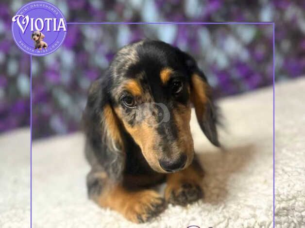 Meet Sterling - Silver Dapple Longhair Dachshund for sale in Castle Douglas, Dumfries and Galloway