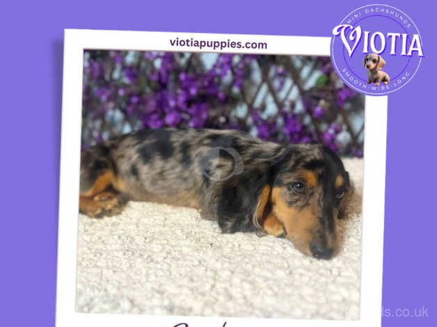 Meet Sterling - Silver Dapple Longhair Dachshund for sale in Castle Douglas, Dumfries and Galloway - Image 2