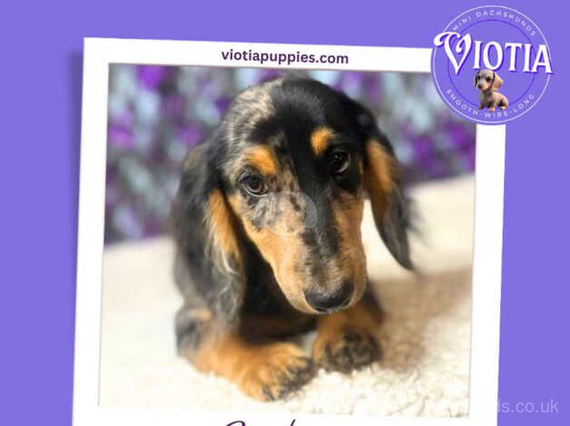 Meet Sterling - Silver Dapple Longhair Dachshund for sale in Castle Douglas, Dumfries and Galloway - Image 3