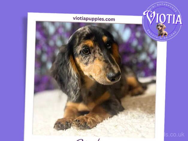 Meet Sterling - Silver Dapple Longhair Dachshund for sale in Castle Douglas, Dumfries and Galloway - Image 4