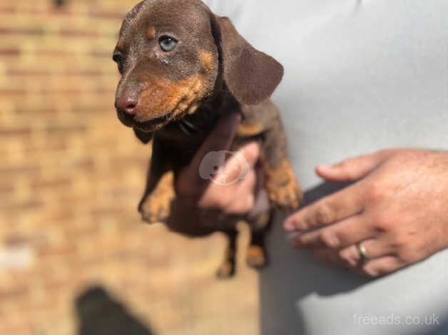 Merle and chocolate Dachshund litter for sale in Iver, Buckinghamshire - Image 1