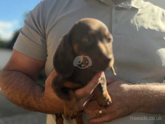 Merle and chocolate Dachshund litter for sale in Iver, Buckinghamshire - Image 2