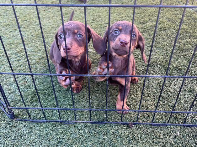 Merle and chocolate Dachshund litter for sale in Iver, Buckinghamshire - Image 3