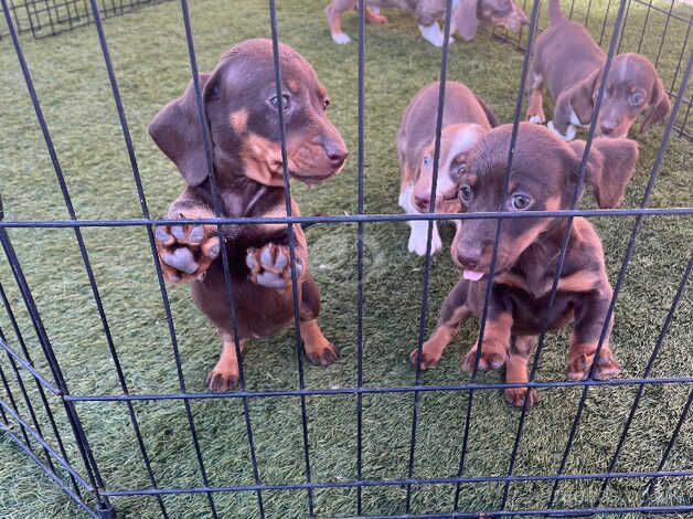 Merle and chocolate Dachshund litter for sale in Iver, Buckinghamshire - Image 4