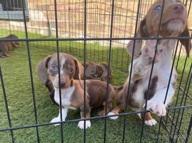 Merle and chocolate Dachshund litter for sale in Iver, Buckinghamshire - Image 5