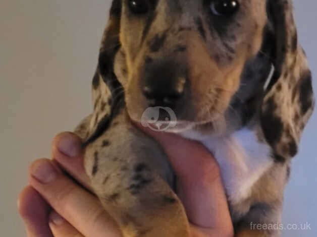 Merle duchound for sale in Brentwood, Essex