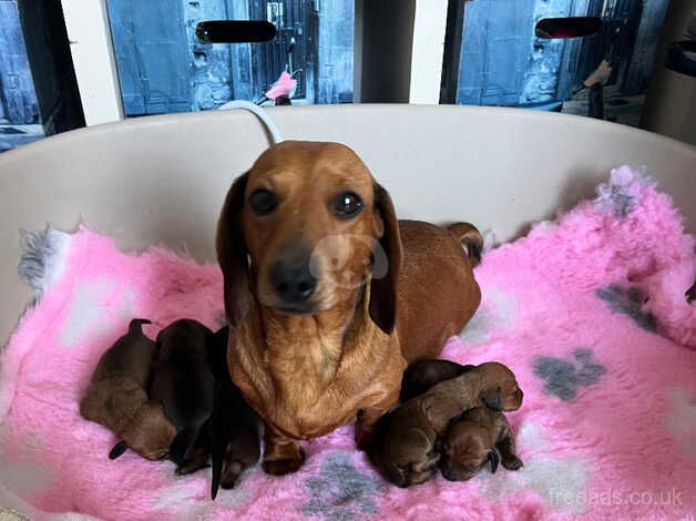 Min smooth dachshund boys Anglesey for sale in Holyhead/Caergybi, Isle of Anglesey