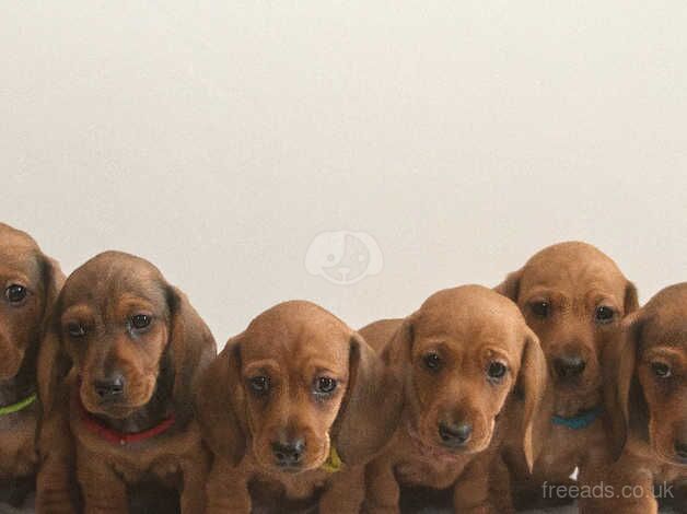 Dachshunds for sale in Holyhead/Caergybi, Isle of Anglesey