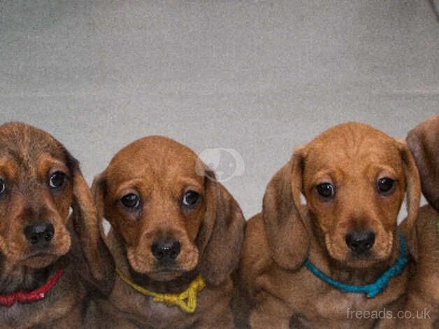 KC Registered Dachshund Puppies for sale in Isle of Anglesey