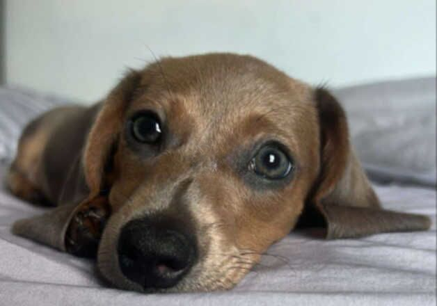 Minature Dachshund For sale For a loving home for sale in Ballyclare, Newtownabbey