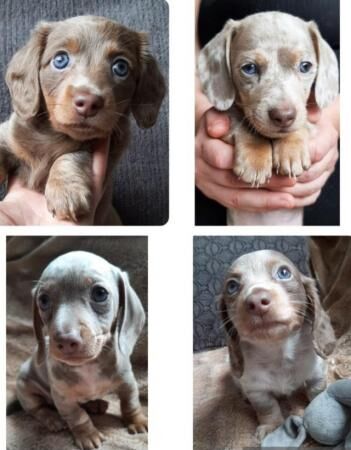 Minature Dachshund puppies for sale in Doncaster, South Yorkshire