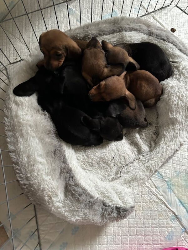 Minature dachshund puppies for sale in Cardigan / Aberteifi, Dyfed