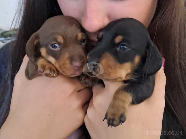 Minature dachshund puppies for sale in Bristol, Somerset - Image 1