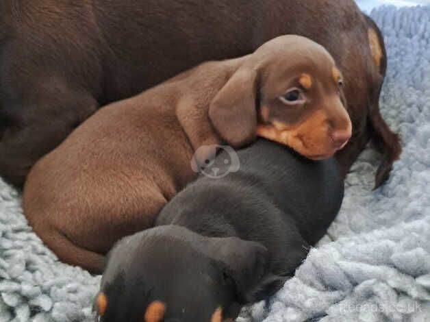 Minature dachshund puppies for sale in Bristol, Somerset - Image 2