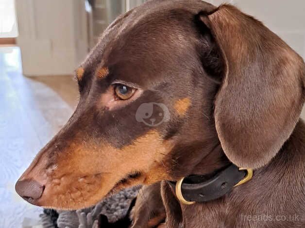 Minature dachshund puppies for sale in Bristol, Somerset - Image 4