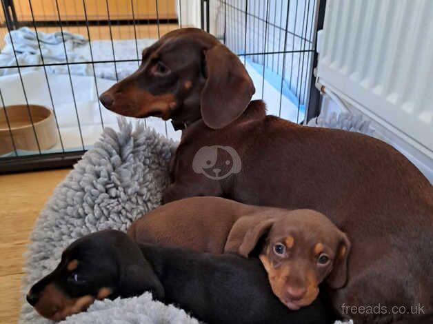 Minature dachshund puppies for sale in Bristol, Somerset - Image 5