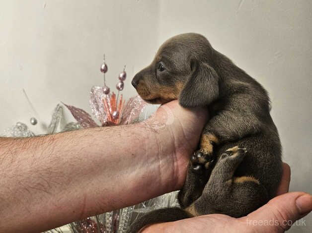 Minature Dachshund puppies for sale in Grimsby, Lincolnshire