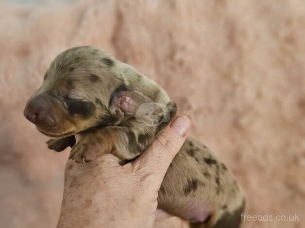 Minature Dachshund puppies for sale in Grimsby, Lincolnshire - Image 2