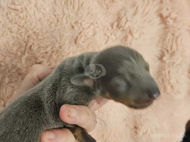 Minature Dachshund puppies for sale in Grimsby, Lincolnshire - Image 5