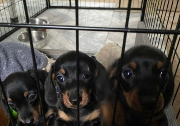 Minature dachshund puppies for sale in Moneymore, Cookstown