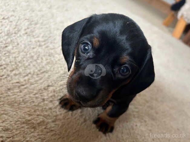 Minature Dachshunds for sale in Builth Wells/Llanfair-Ym-Muallt, Powys - Image 2