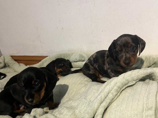 Minature Dachshunds for sale in Builth Wells/Llanfair-Ym-Muallt, Powys - Image 3