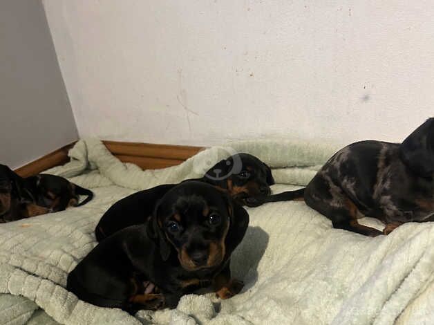 Minature Dachshunds for sale in Builth Wells/Llanfair-Ym-Muallt, Powys - Image 4