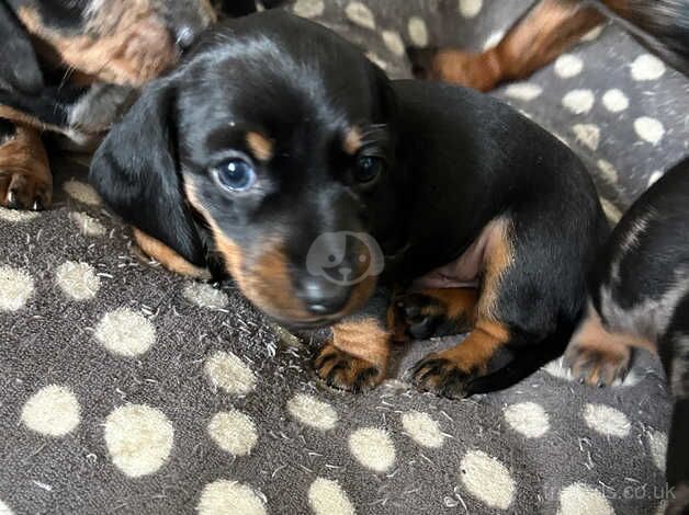 Minature Dachshunds for sale in Builth Wells/Llanfair-Ym-Muallt, Powys - Image 5