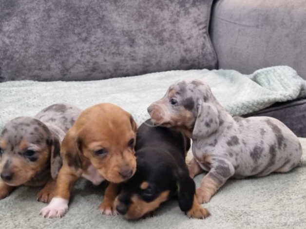 Minature Dachshunds for sale in Halesowen, West Midlands - Image 1