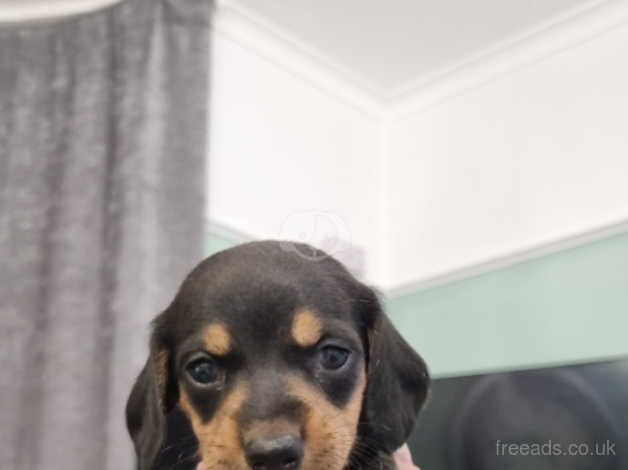 Minature Dachshunds for sale in Halesowen, West Midlands - Image 2