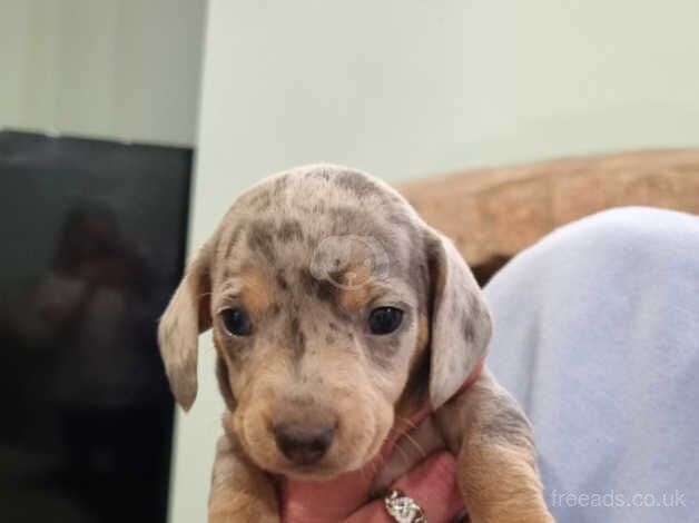 Minature Dachshunds for sale in Halesowen, West Midlands - Image 3