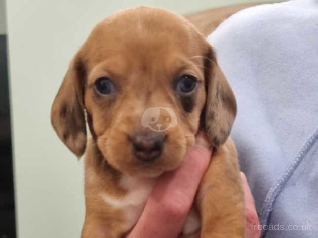 Minature Dachshunds for sale in Halesowen, West Midlands - Image 4