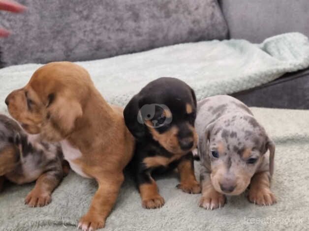 Minature Dachshunds for sale in Halesowen, West Midlands - Image 5