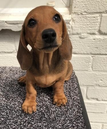 Minature dachshunds shaded red boy for sale in Dorchester, Dorset