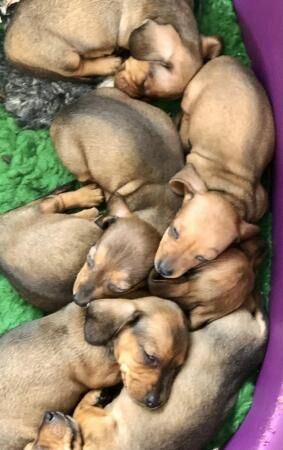 Minature dachshunds shaded red boy for sale in Dorchester, Dorset - Image 2