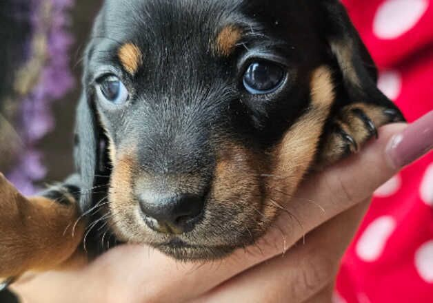 Minature dachsund puppies for sale in Elgin, Moray