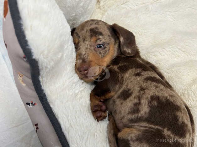 Minature dachunds puppy for sale in Bridgwater, Somerset - Image 4