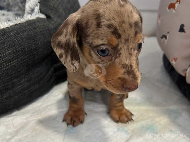 Minature dachunds puppy for sale in Bridgwater, Somerset - Image 5