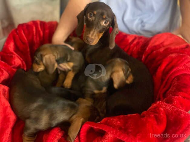 Minature datchshound available for sale in Welwyn Garden City, Hertfordshire