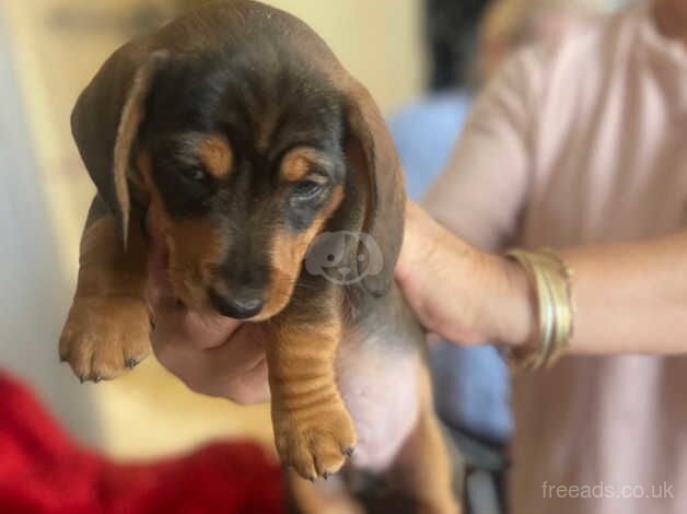 Minature datchshound available for sale in Welwyn Garden City, Hertfordshire - Image 2