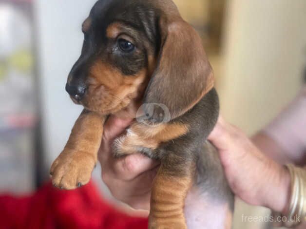 Minature datchshound available for sale in Welwyn Garden City, Hertfordshire - Image 3