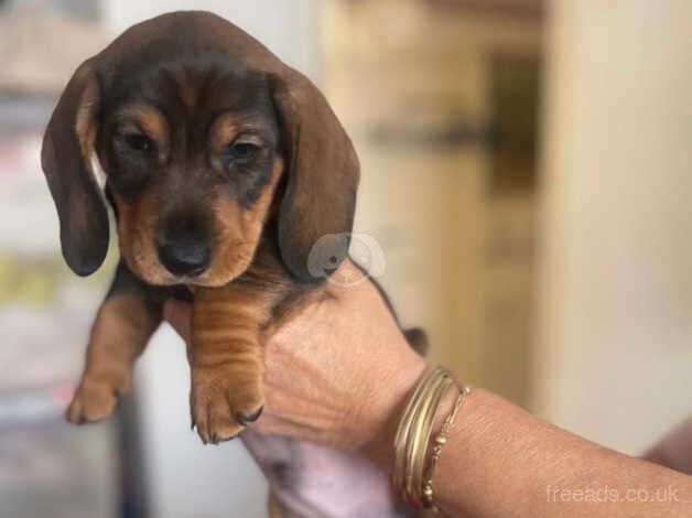 Minature datchshound available for sale in Welwyn Garden City, Hertfordshire - Image 4