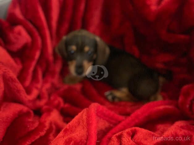 Minature datchshound available for sale in Welwyn Garden City, Hertfordshire - Image 5